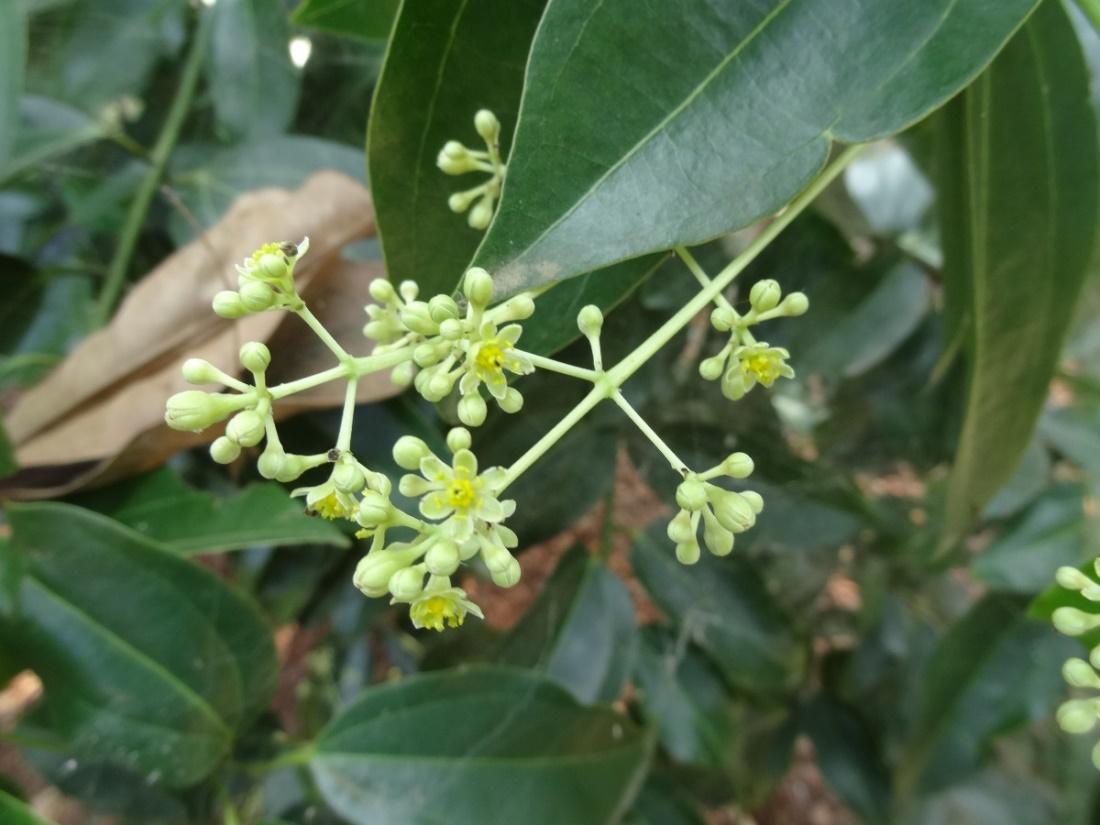 Cinnamomum verum (Cultivated) – eFlora of India